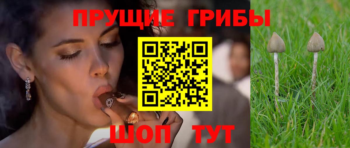 Псилоцибиновые грибы Psilocybe  Вход с VPN  Трёхгорный 
